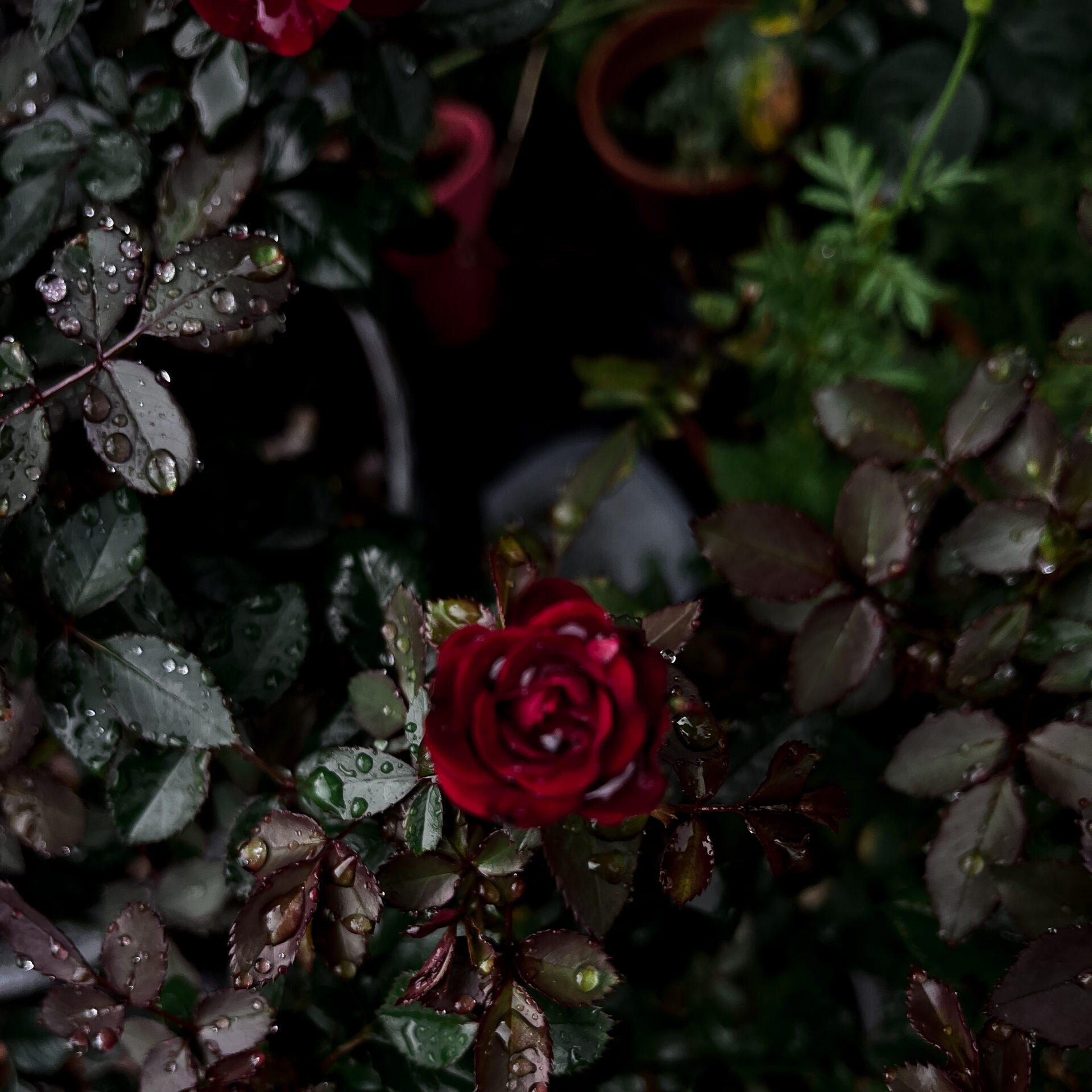 red rose